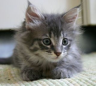 Cutest kitten pic 02