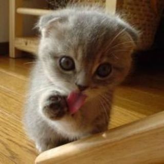 Cutest kitten pic 01