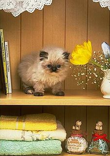 Cutest kitten pic 01