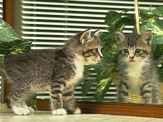 Click on the image to see another cute kitten photo