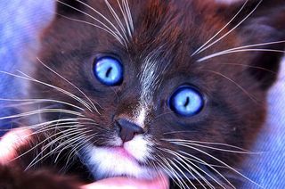 Click on the image to see another cute kitten photo