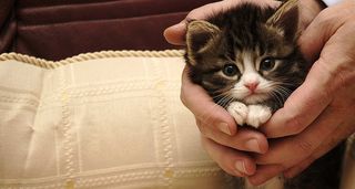 Click on the image to see another cute kitten photo