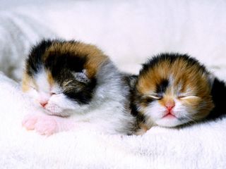 Click on the image to see another cute kitten photo