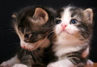 Click on the image to see another cute kitten photo