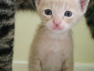 Cutest kitten pic 02