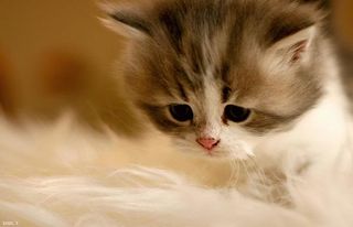 Cutest kitten pic 01