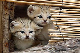 Cutest kitten pic 01