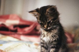 Cutest kitten pic 02