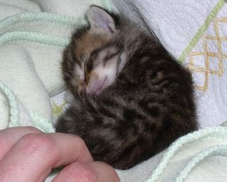 Cutest kitten pic 01