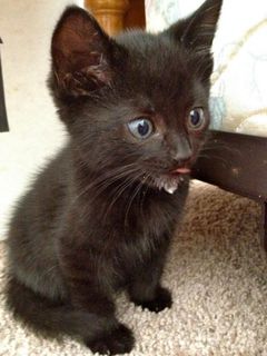 Click on the image to see another cute kitten photo