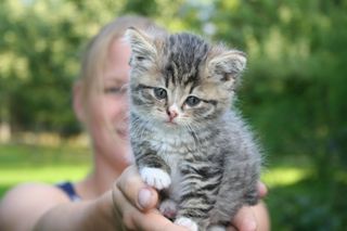 Cutest kitten pic 02