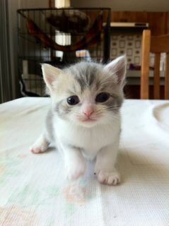 Click on the image to see another cute kitten photo