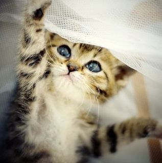 Cutest kitten pic 01