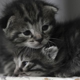 Click on the image to see another cute kitten photo