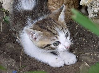 Click on the image to see another cute kitten photo