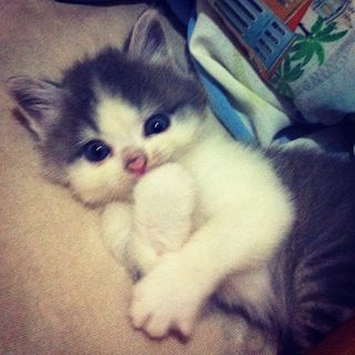 Cutest kitten pic 02