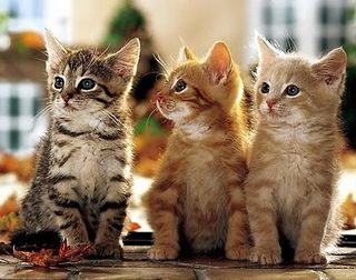 Click on the image to see another cute kitten photo