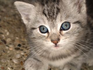 Click on the image to see another cute kitten photo