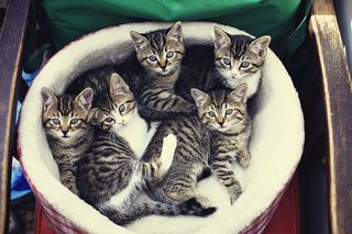 Click on the image to see another cute kitten photo