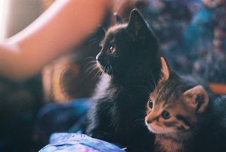 Cutest kitten pic 01