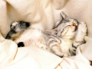 Cutest kitten pic 02