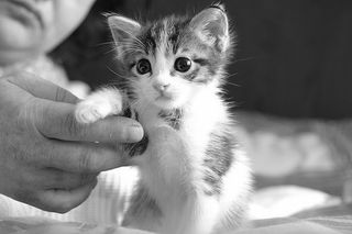 Click on the image to see another cute kitten photo