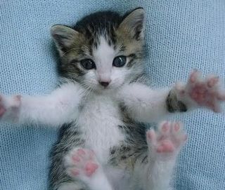 Cutest kitten pic 02