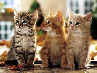 Click on the image to see another cute kitten photo