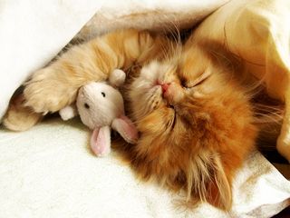 Cutest kitten pic 01