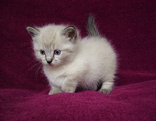 Cutest kitten pic 01