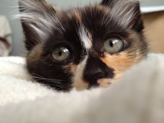 Cutest kitten pic 01