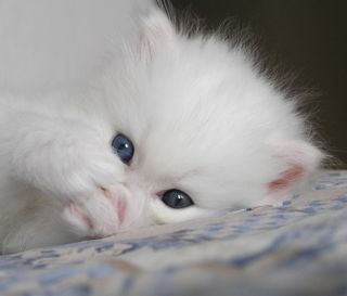 Click on the image to see another cute kitten photo