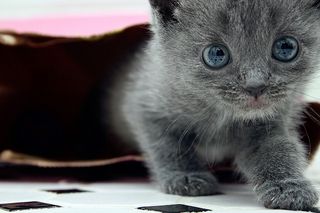 Click on the image to see another cute kitten photo