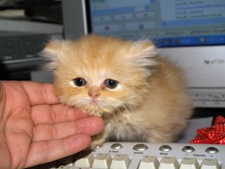 Cutest kitten pic 01