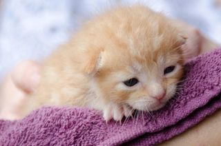 Click on the image to see another cute kitten photo