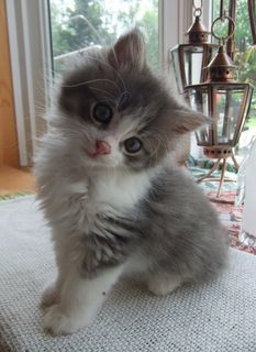 Click on the image to see another cute kitten photo