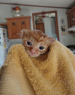 Click on the image to see another cute kitten photo