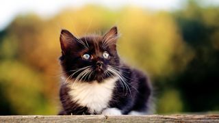 Click on the image to see another cute kitten photo