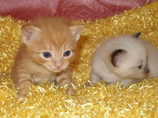 Cutest kitten pic 01