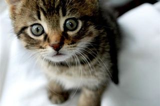 Click on the image to see another cute kitten photo