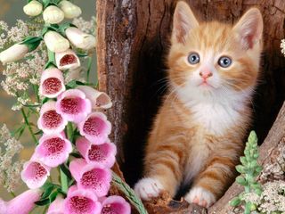 Click on the image to see another cute kitten photo