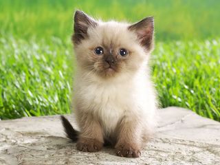 Cutest kitten pic 02