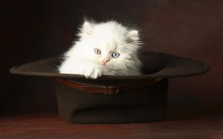 Click on the image to see another cute kitten photo