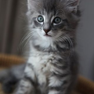 Cutest kitten pic 01