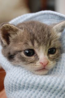 Click on the image to see another cute kitten photo