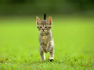 Cutest kitten pic 02