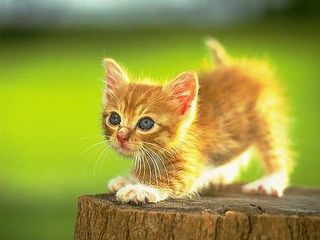 Click on the image to see another cute kitten photo