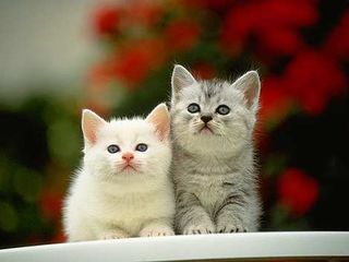 Cutest kitten pic 01