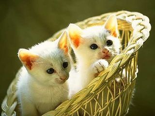 Cutest kitten pic 02