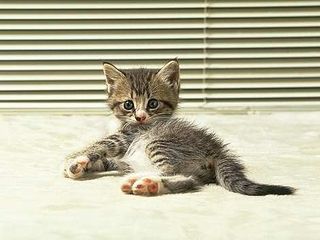 Cutest kitten pic 02